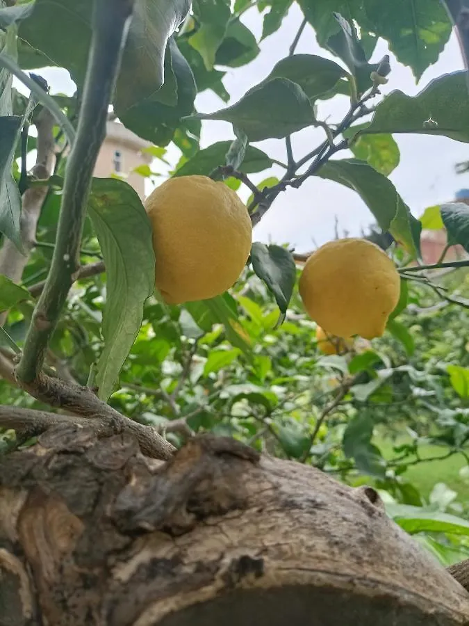 Villa La Sicilia in casa Cinisi Casa vacanze